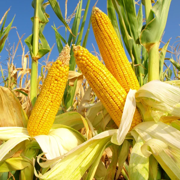 pro_37f_corn-.webp